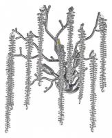 Накладной светильник Dio D’Arte Tavenna Tavenna H 2.40.100 N